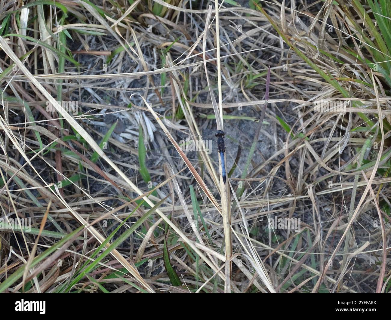 Little Blue Dragonlet (Erythrodiplax minuscula) Stockfoto