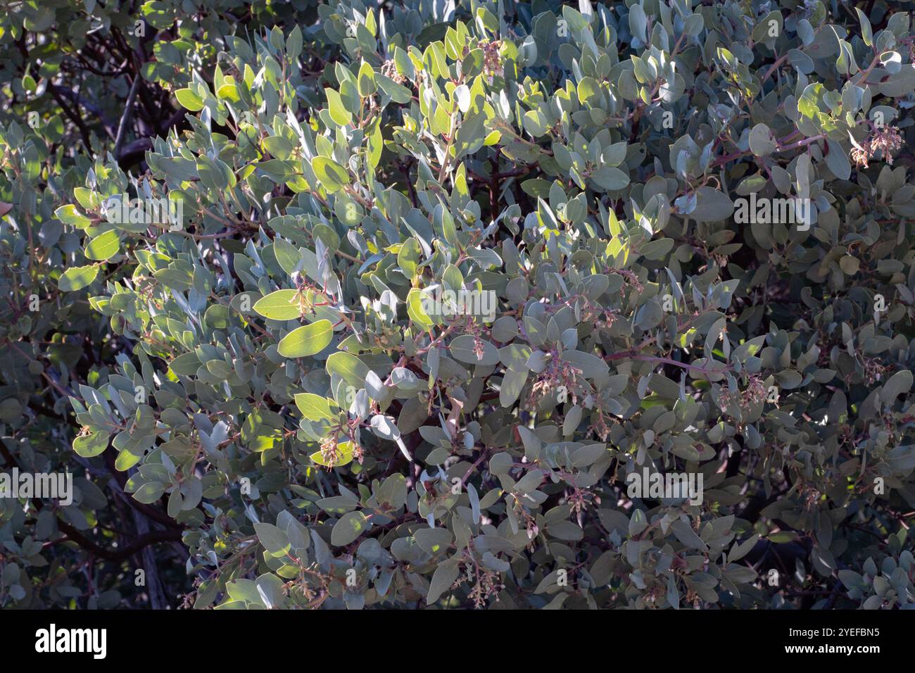 Big Berry Manzanita (Arctostaphylos glauca) Stockfoto