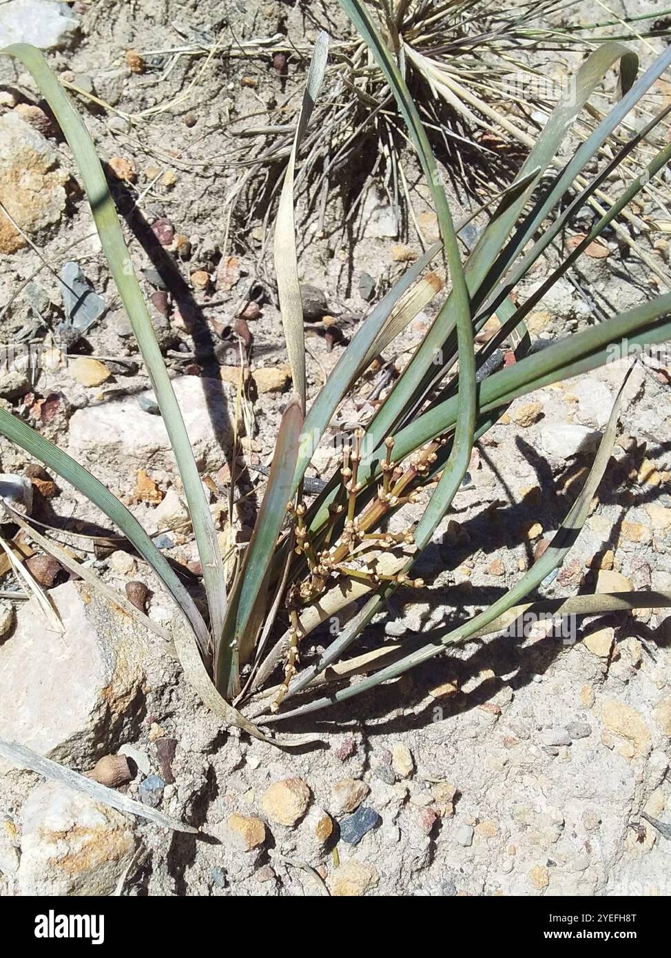 Eisengras (Lomandra multiflora dura) Stockfoto