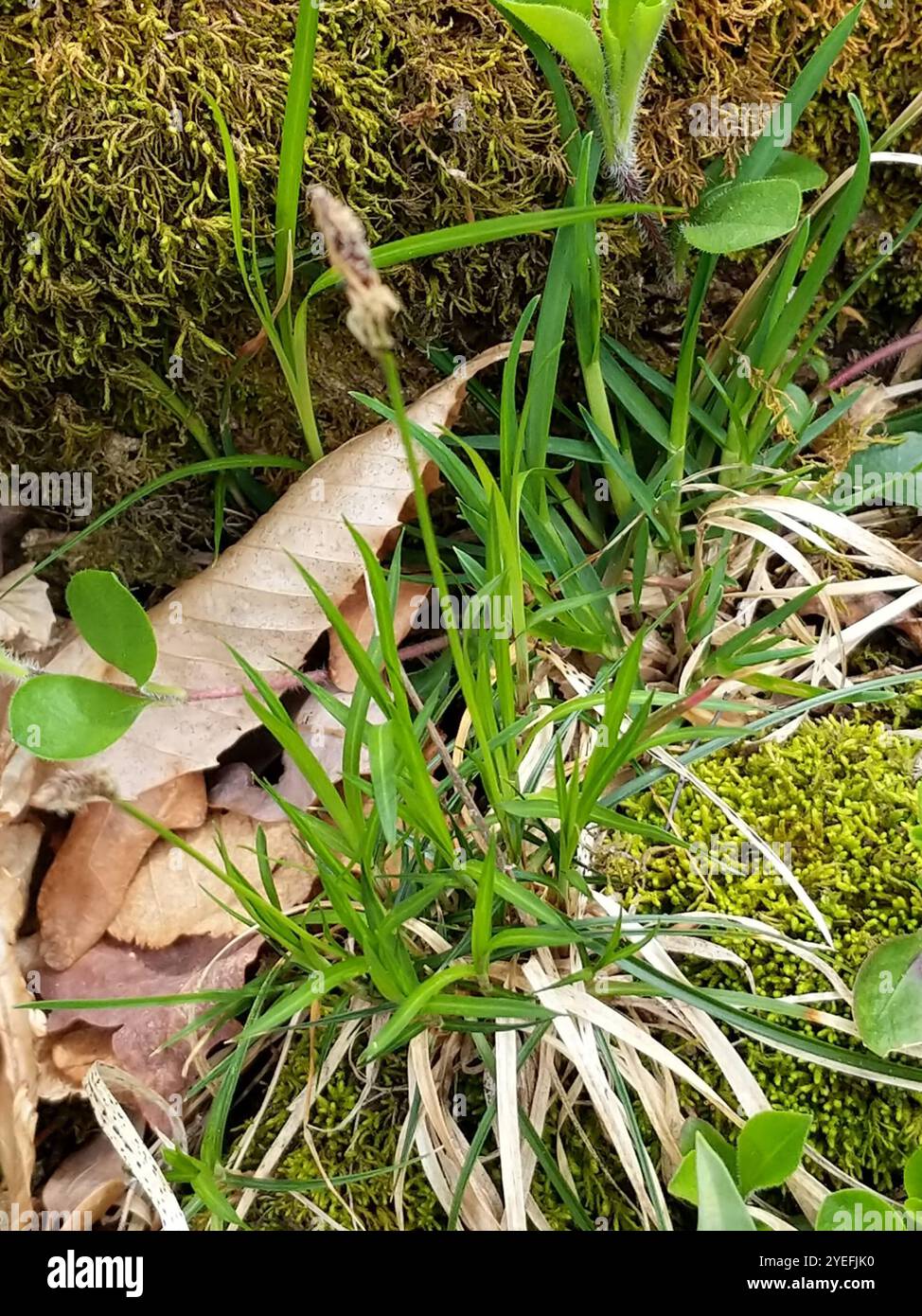 Pennsylvania Segge (Carex pensylvanica) Stockfoto