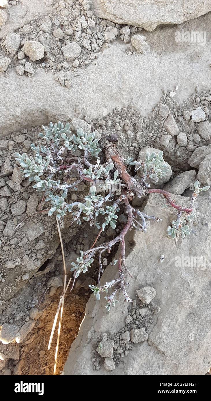 Buchweizen (Eriogonum ovalifolium) Stockfoto