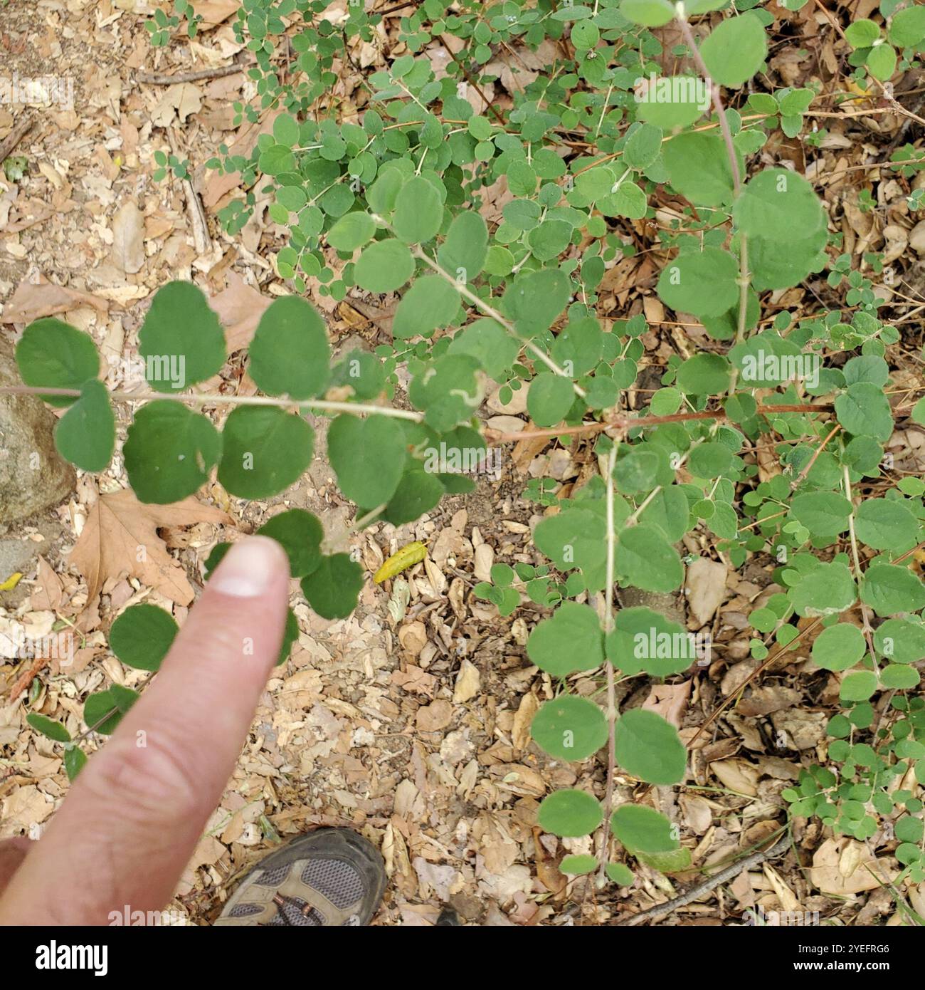 Kriechbeere (Symphoricarpos mollis) Stockfoto