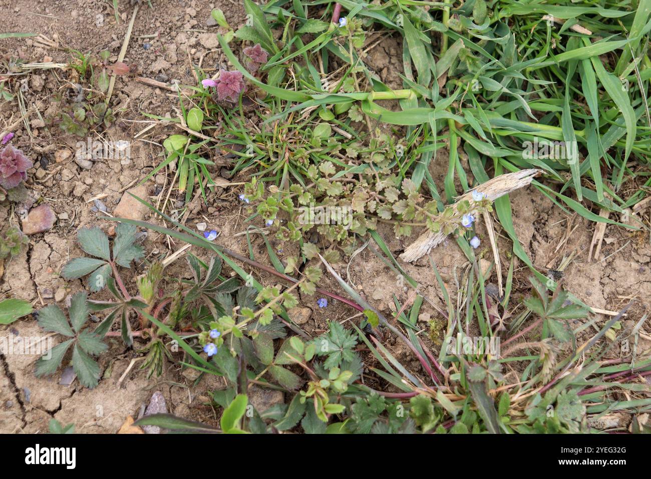 Grey Field-speedwell (Veronica polita) Stockfoto