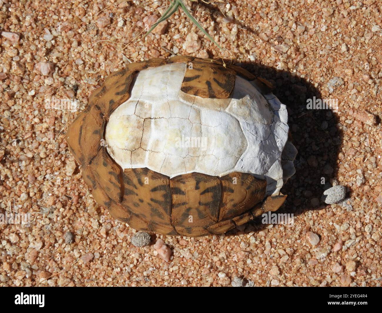 Zeltschildkröte (Psammobates tentorius) Stockfoto