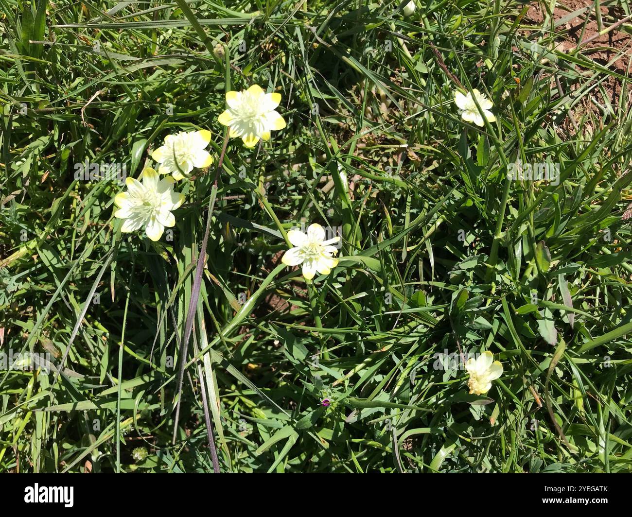 Creambecher (Platystemon californicus) Stockfoto