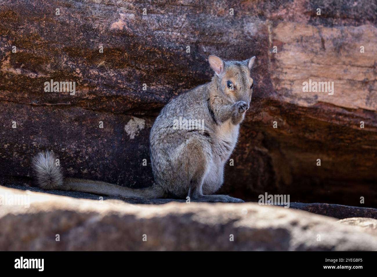 Ein Monjon (Petrogale burbidgei) in Kimberley, Westaustralien Stockfoto