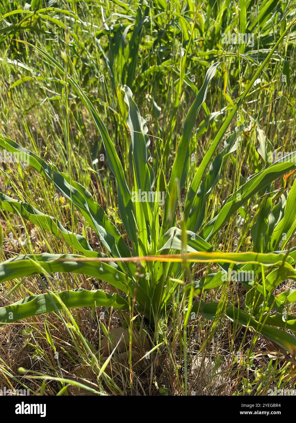 Wellige Seifenpflanze (Chlorogalum pomeridianum) Stockfoto