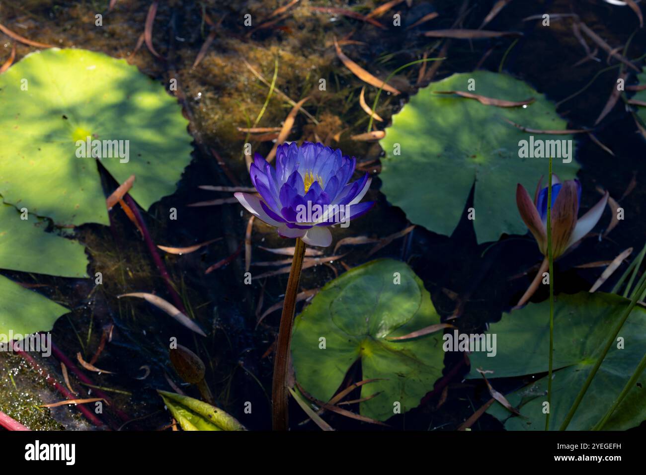 Purple Water Lilly im australischen Outback Stockfoto