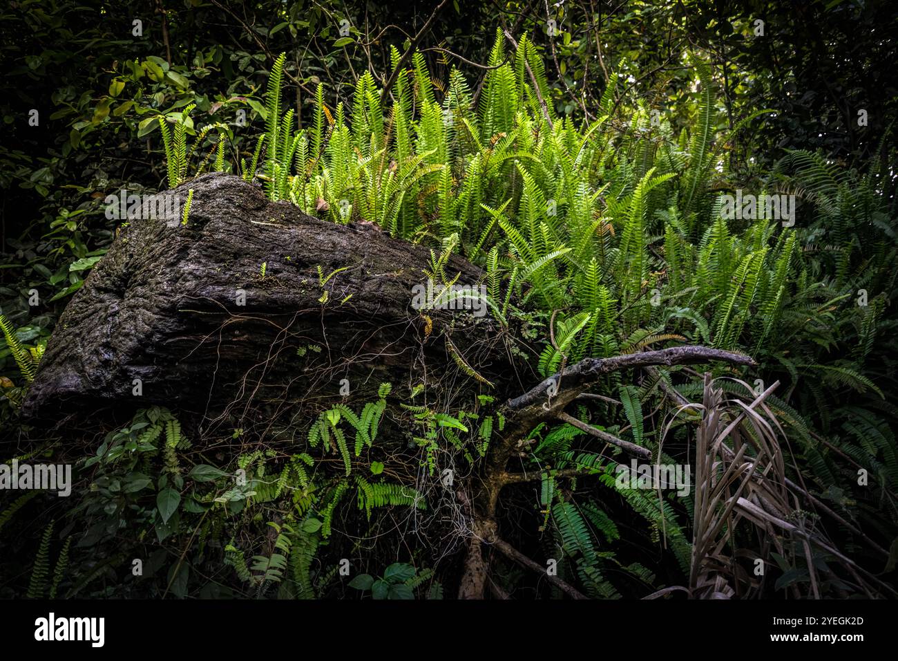 Lebendige Farne und Felsen im wilden Dschungel Stockfoto
