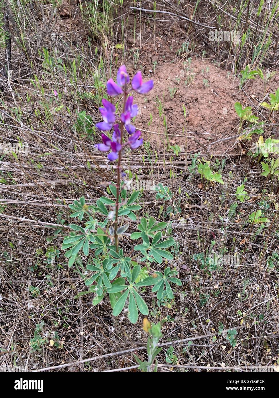 arroyo Lupine (Lupinus succulentus) Stockfoto