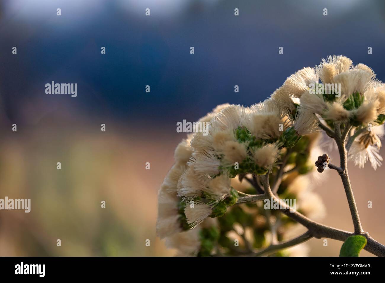 Weiße Blumen, die von Sonnenlicht durchströmt werden, betonen ihre Zartheit und die natürliche Schönheit des Gartens in Afrika in der Nähe von Sambia Stockfoto