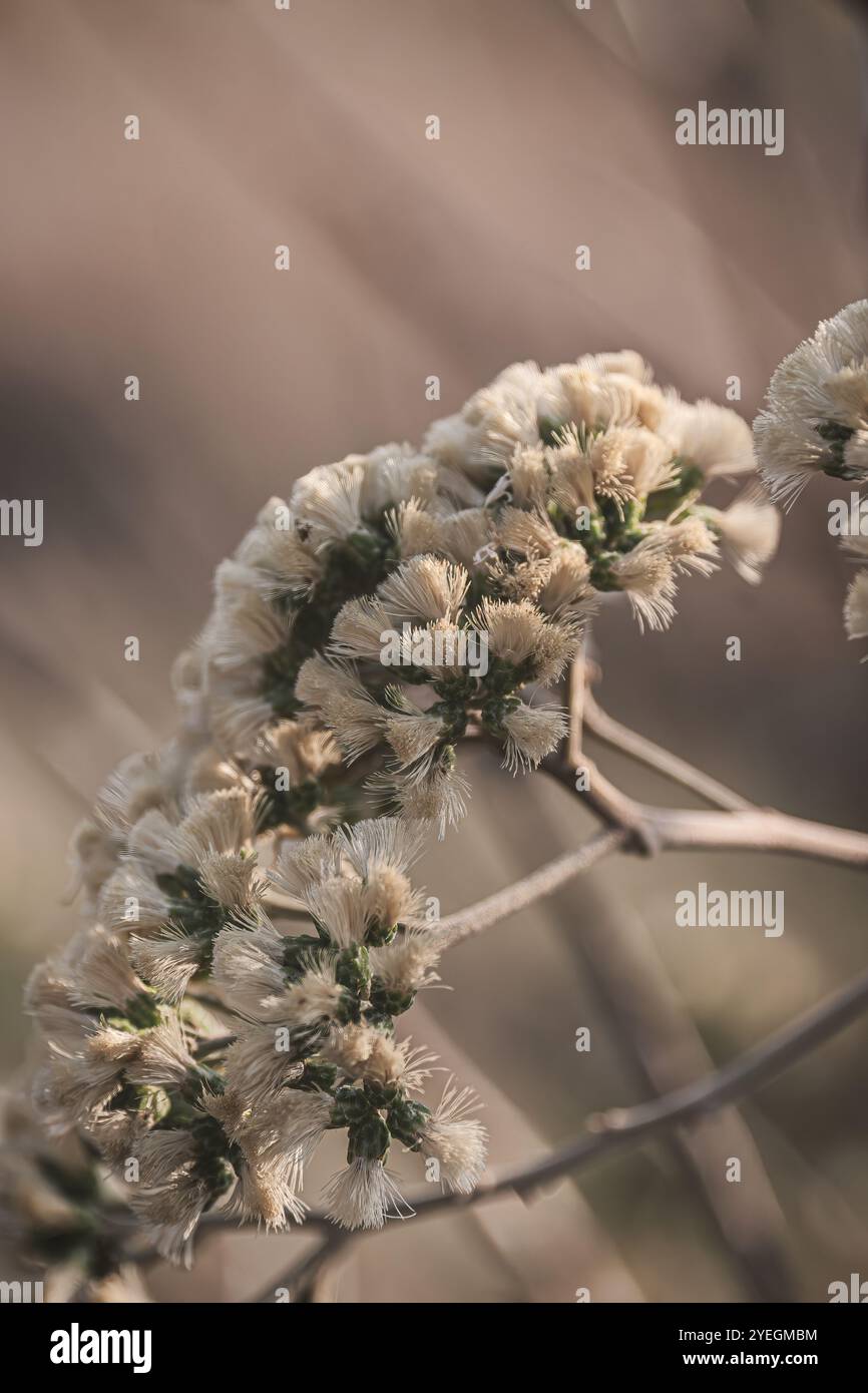 Eine Nahaufnahme mit zarten weißen Blüten, die ihre komplizierten Details und subtilen Texturen vor einem unscharfen Hintergrund einfangen. Stockfoto