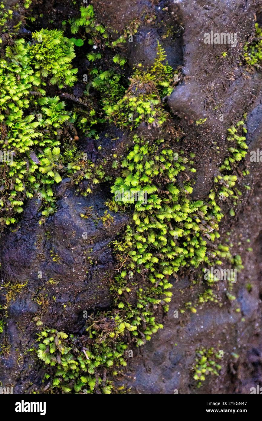 Eine lebhafte Schicht aus grünem Moos bedeckt die zerklüftete Oberfläche eines Baumes oder Felsens und zeigt die Widerstandsfähigkeit und Schönheit der Naturdetails bei nassen Bedingungen. Stockfoto