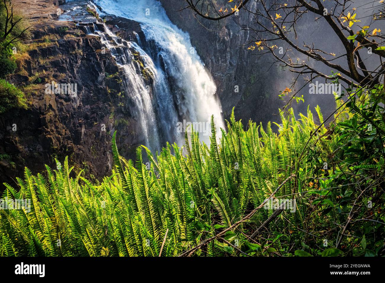 Leuchtend grüne Farne schwanken in der Nähe eines mächtigen Wasserfalls und verkörpern den Kontrast zwischen üppigem Grün und rauschenden Gewässern und felsiger Landschaft in Simbabwe. Stockfoto