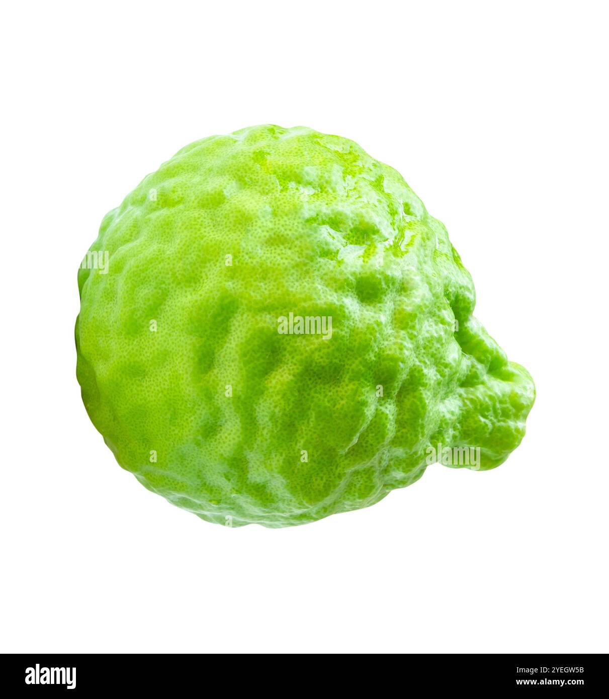 Blick von oben auf einzelne frische Bergamotte oder Kaffir-Limette ist isoliert auf weißem Hintergrund mit Schnittpfad. Stockfoto