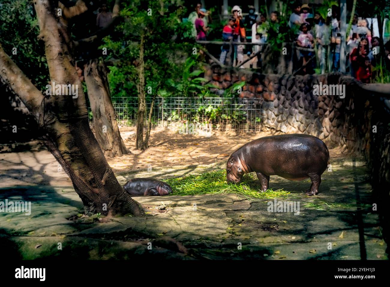 Ein zärtlicher Moment zwischen einer Mutter Zwergflößpferd und ihrem Kalb, während sie sich an einem kleinen Pool entspannen und die pflegende Bindung und das natürliche Verhalten des zeigen Stockfoto