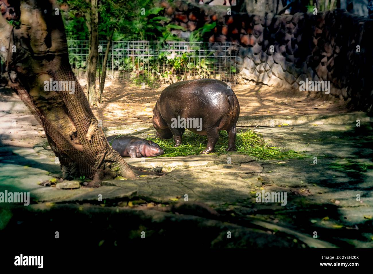 Ein zärtlicher Moment zwischen einer Mutter Zwergflößpferd und ihrem Kalb, während sie sich an einem kleinen Pool entspannen und die pflegende Bindung und das natürliche Verhalten des zeigen Stockfoto