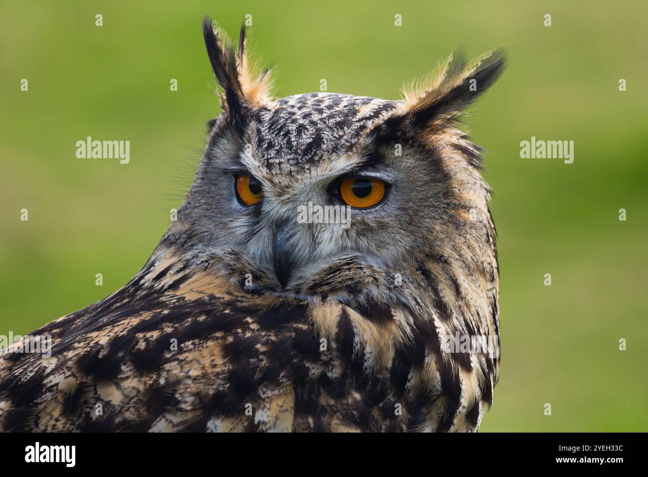 Große europäische oder eurasische Uhu (Bubo bubo) Nahaufnahme tagsüber im British Wildlife Centre, Newchapel, Lingfield, Surrey, Vereinigtes Königreich Stockfoto