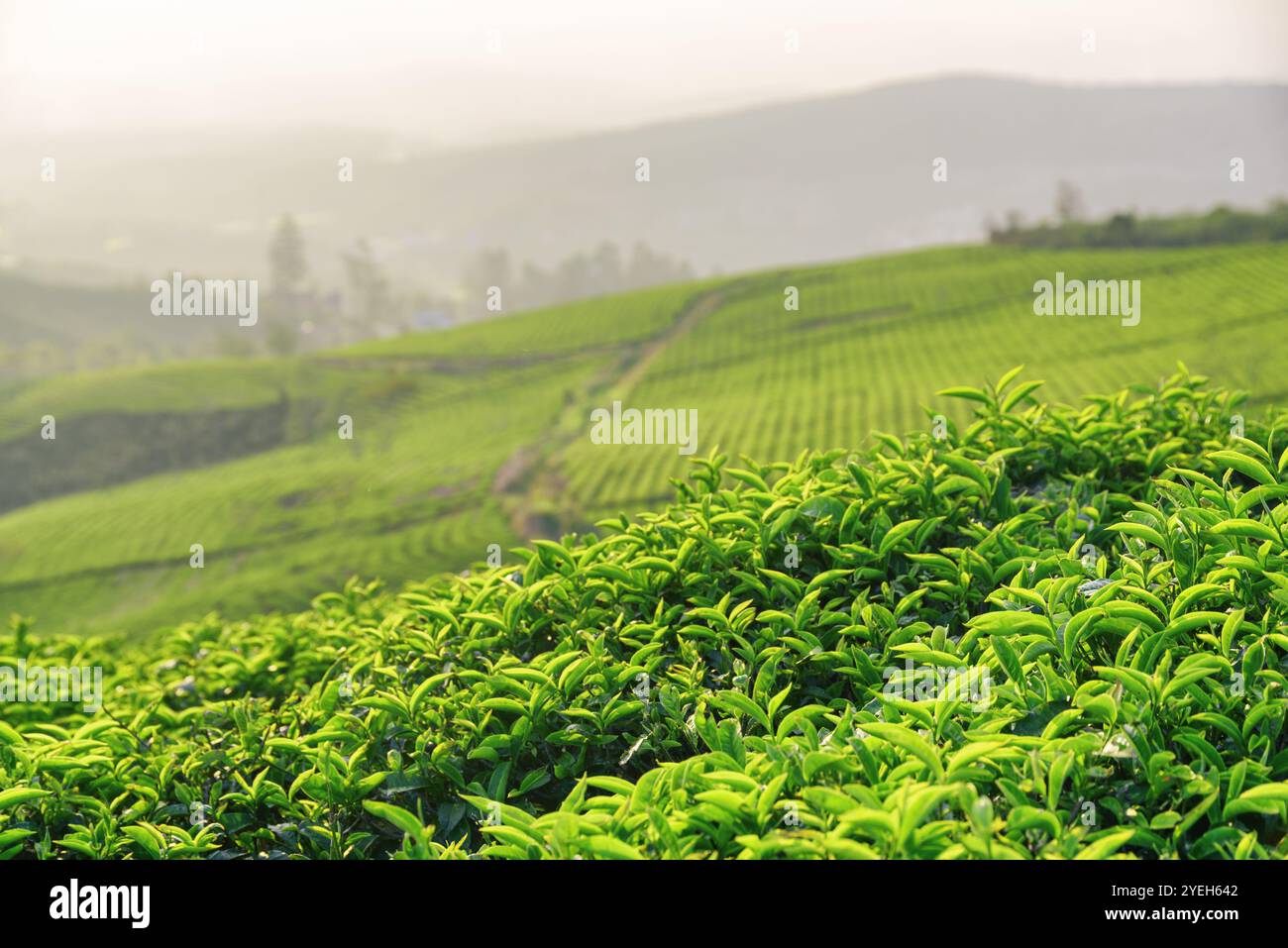 Frische, hellgrüne Teeblätter auf der Teeplantage am Abend Stockfoto