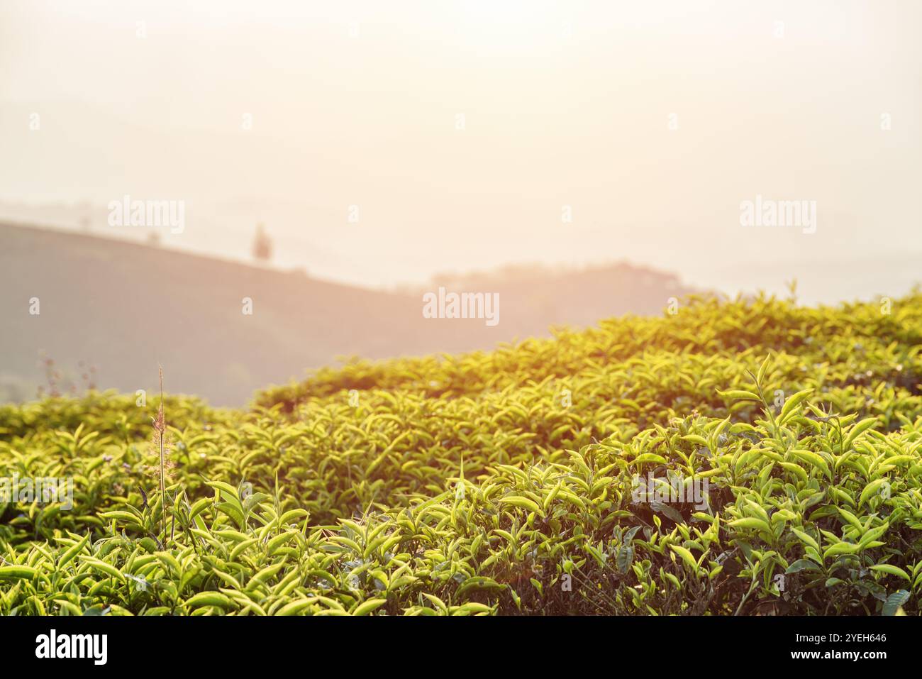 Erstaunliche hellgrüne Teesträucher auf der Teeplantage bei Sonnenuntergang Stockfoto