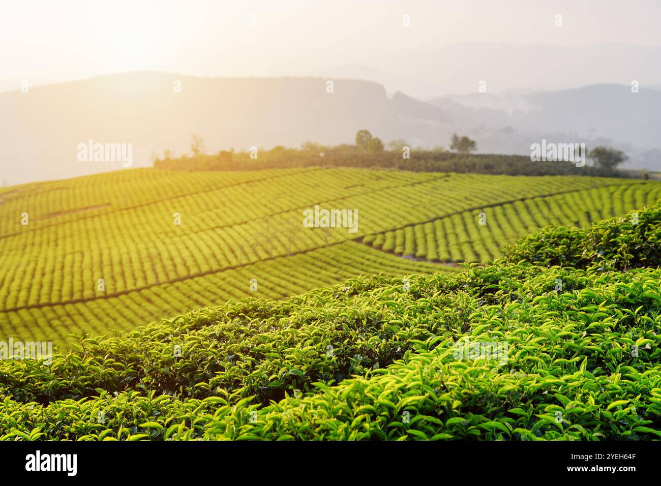 Hellgrüne Teeblätter auf der Teeplantage bei Sonnenuntergang Stockfoto