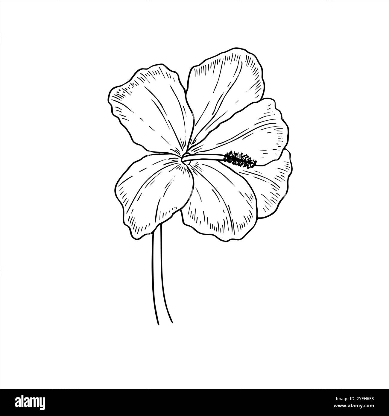 Einzelne blühende Hibiskusblüten-Vektor-isolierte Illustration. Tropische Wildblume in blühender monochromer Linienzeichnung. Blumenelement für Grüße Stock Vektor