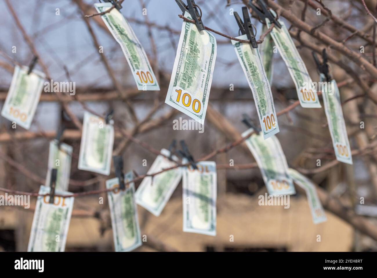 Hundert-Dollar-Scheine hängen an blattlosen Frühlingsbaumzweigen, gesichert mit Kleiderschränken, die Geldwäsche oder Finanzgeschäfte symbolisieren Stockfoto
