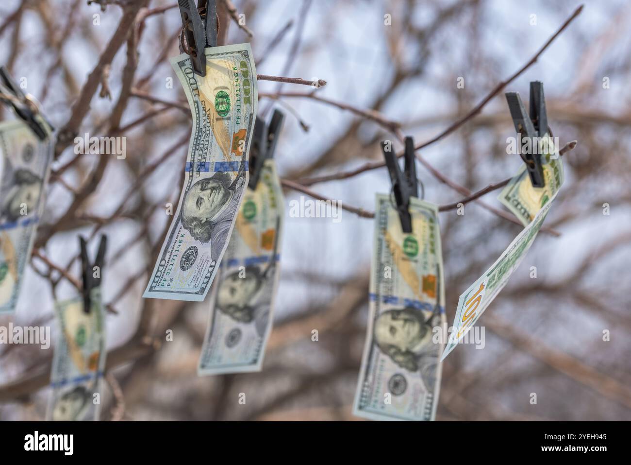 Hundert-Dollar-Scheine hängen an blattlosen Frühlingsbaumzweigen, gesichert mit Kleiderschränken, die Geldwäsche oder Finanzgeschäfte symbolisieren Stockfoto