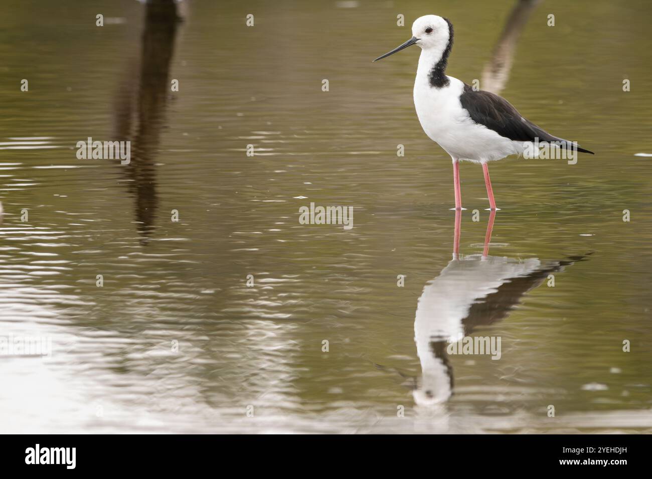 Eine Rattenpfahl, die in einem See weht Stockfoto