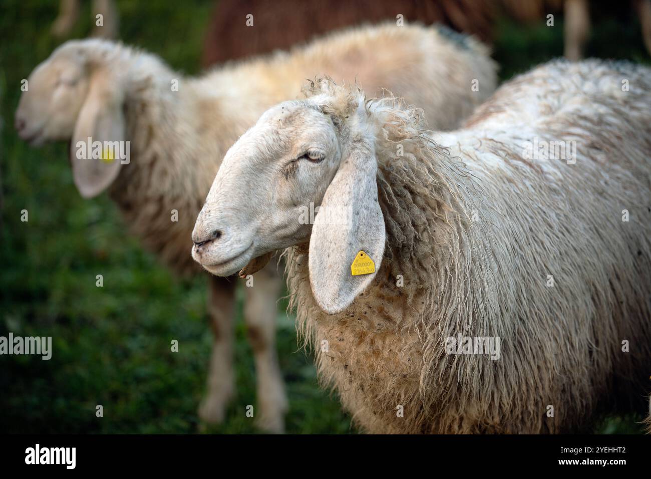 Italien Piemont Provinz Cuneo Parco Alpi Marittime Biella züchtet Schafe Stockfoto