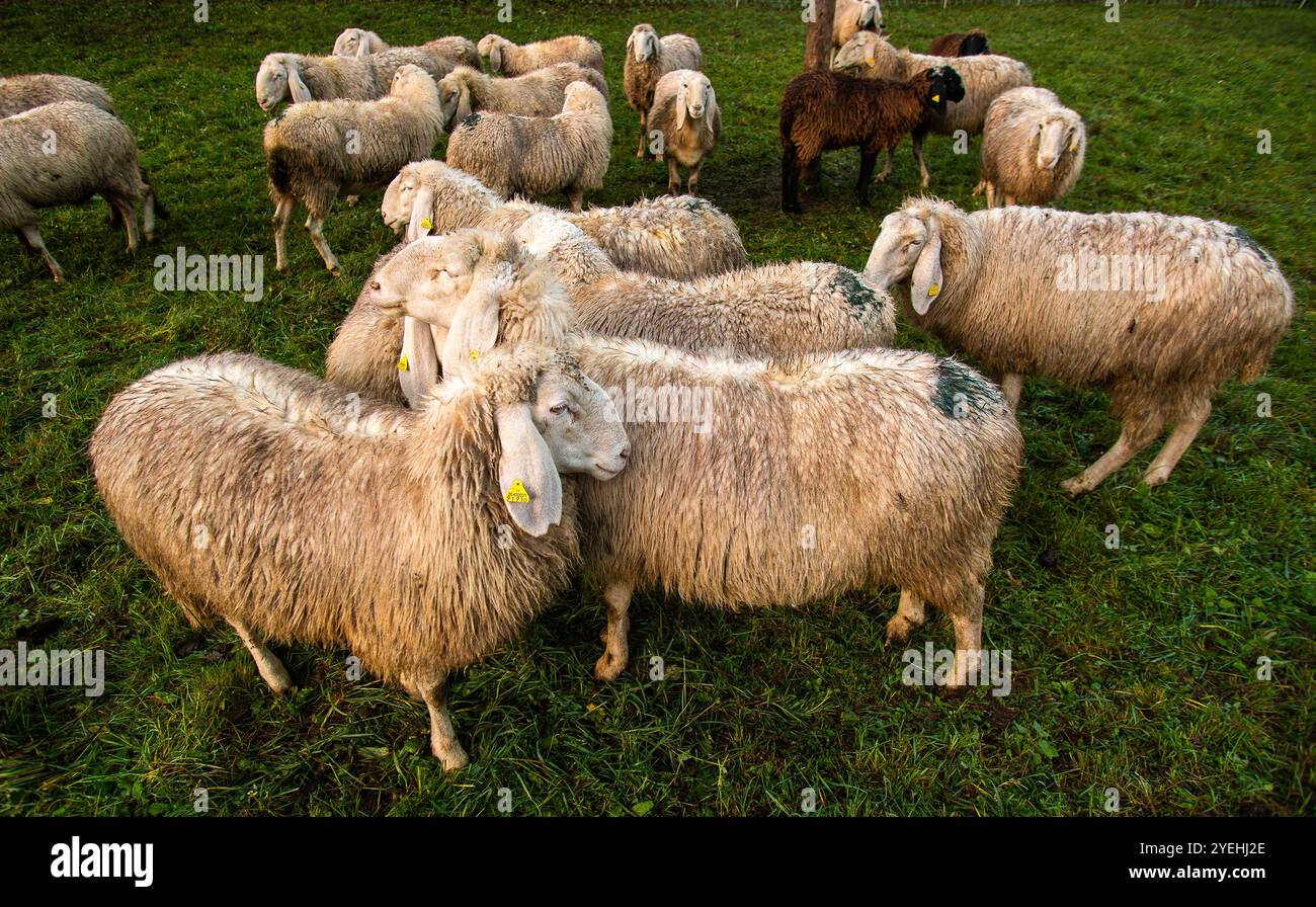 Italien Piemont Provinz Cuneo Parco Alpi Marittime Biella züchtet Schafe Stockfoto