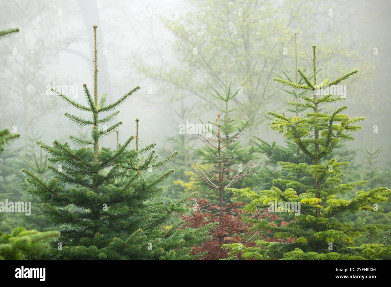 Weihnachten oder immergrüne Kiefern, die im Spätherbst in einer Baumschule in einer nebeligen Waldszene wachsen, keine Menschen. Stockfoto