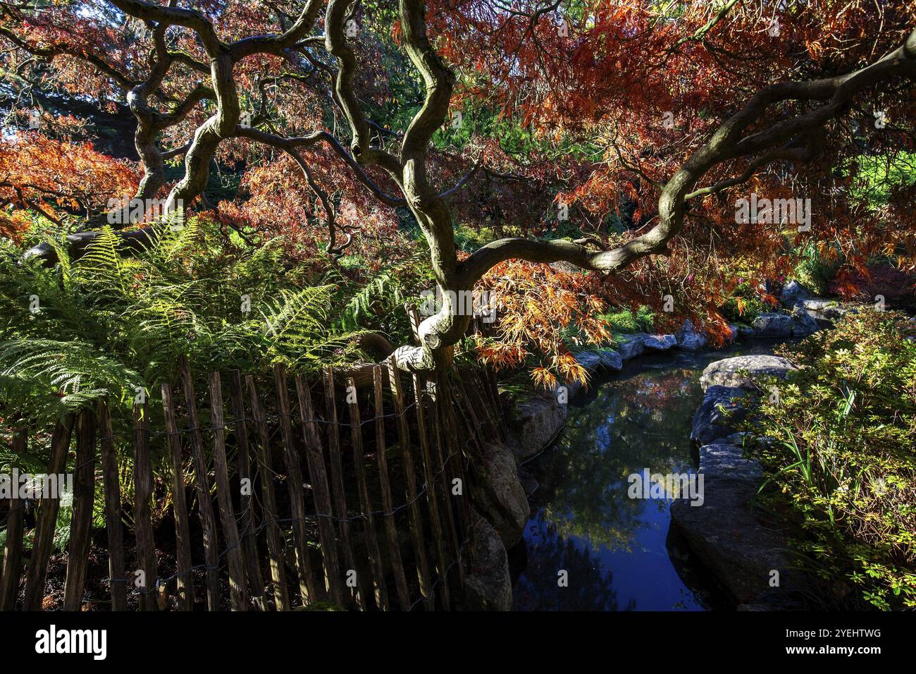 Fächerahorn (Acer palmatum), Pfahlzaun, Herbstfarben, Bach, Japanischer Garten, Zoologischer Stadtgarten, Karlsruhe, Baden-Württemberg, Deutschland, Euro Stockfoto