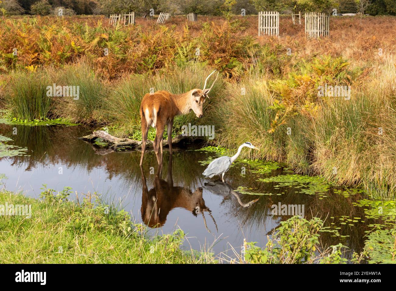 Ein Rotwild schaut einen Graureiher in Bushy Park, London, UK Stockfoto