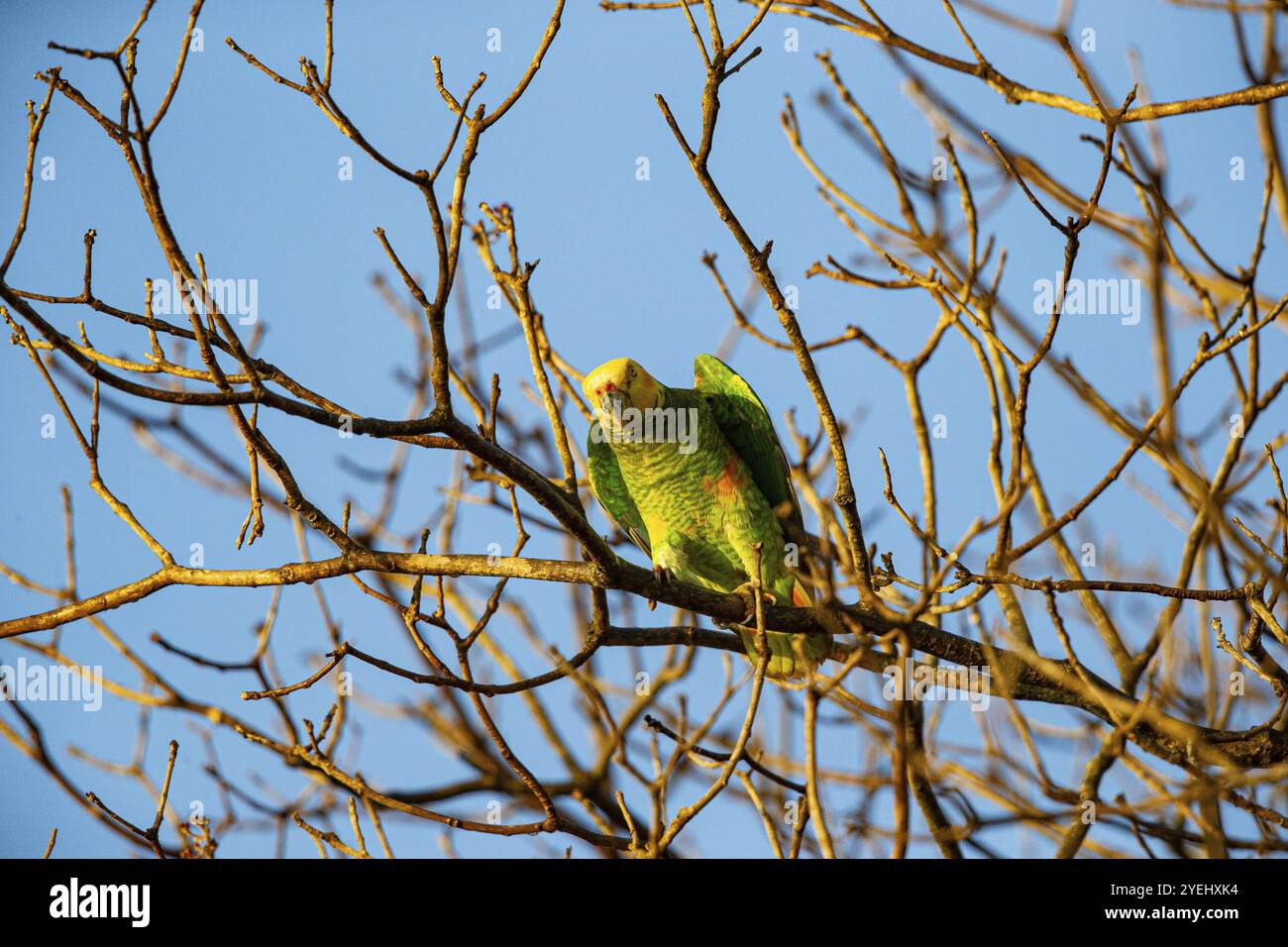 Gelbbauchige Amazonas (Alipiopsitta xanthops) Pantanal Brasilien Stockfoto