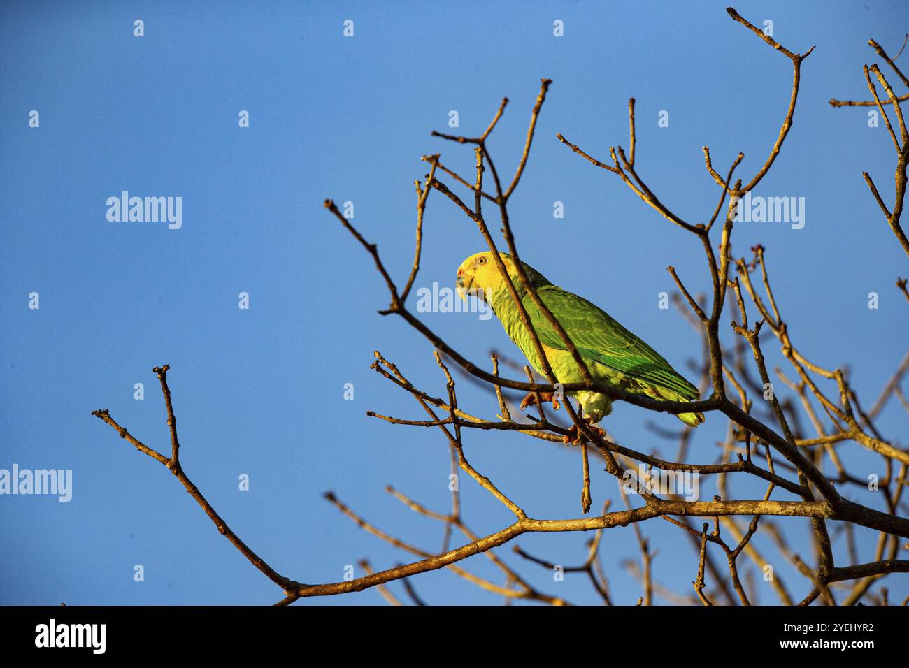 Gelbbauchige Amazonas (Alipiopsitta xanthops) Pantanal Brasilien Stockfoto