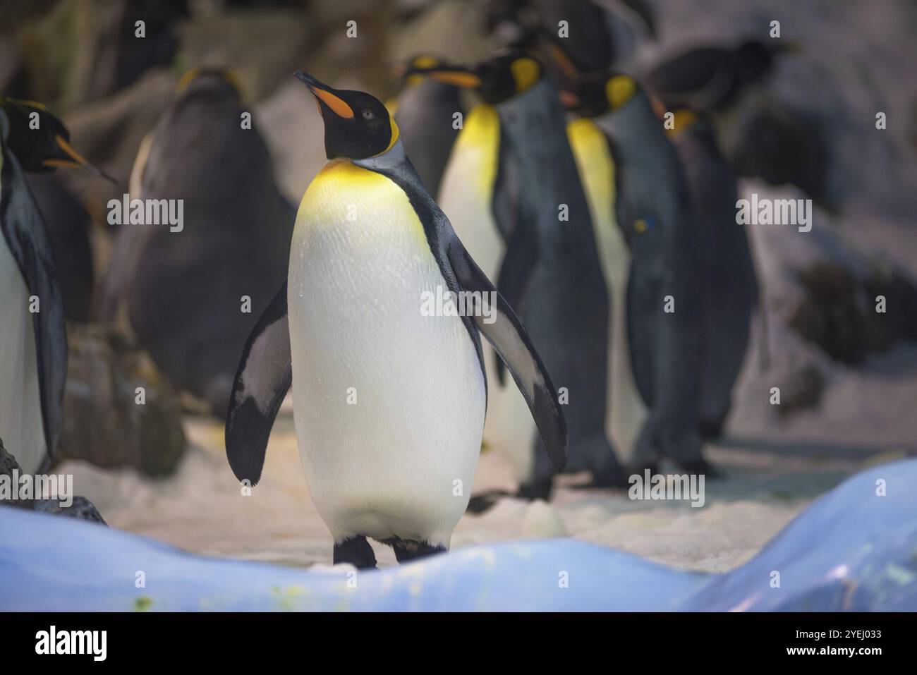 Gruppe der Königspinguin Stockfoto