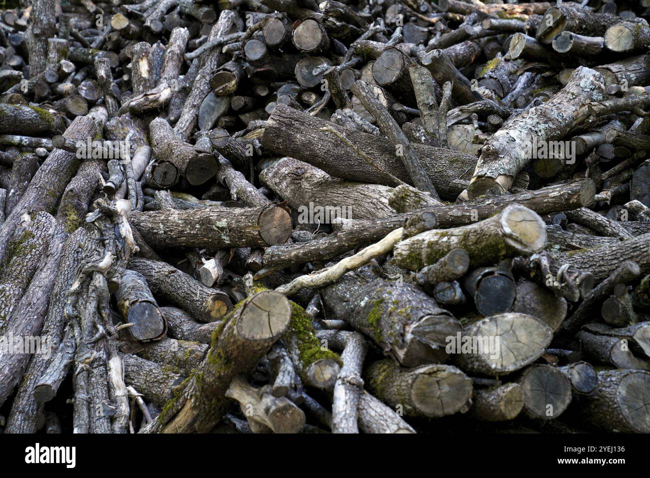 Im Wald verarbeitetes Holz, Roccantica, Provinz Rieti, Region Latium, Italien, Europa Stockfoto