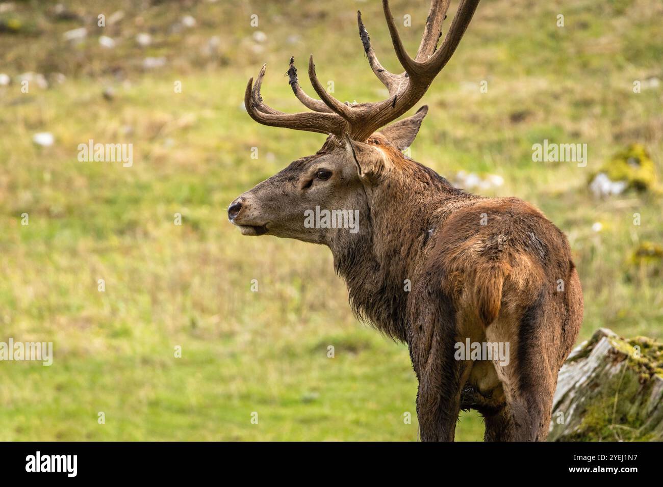 Europäischer Rotwild mit großen Geweihen und grünem Gras im Hintergrund im Herbst im Naturschutzgebiet in Österreich während der Paarungszeit Stockfoto