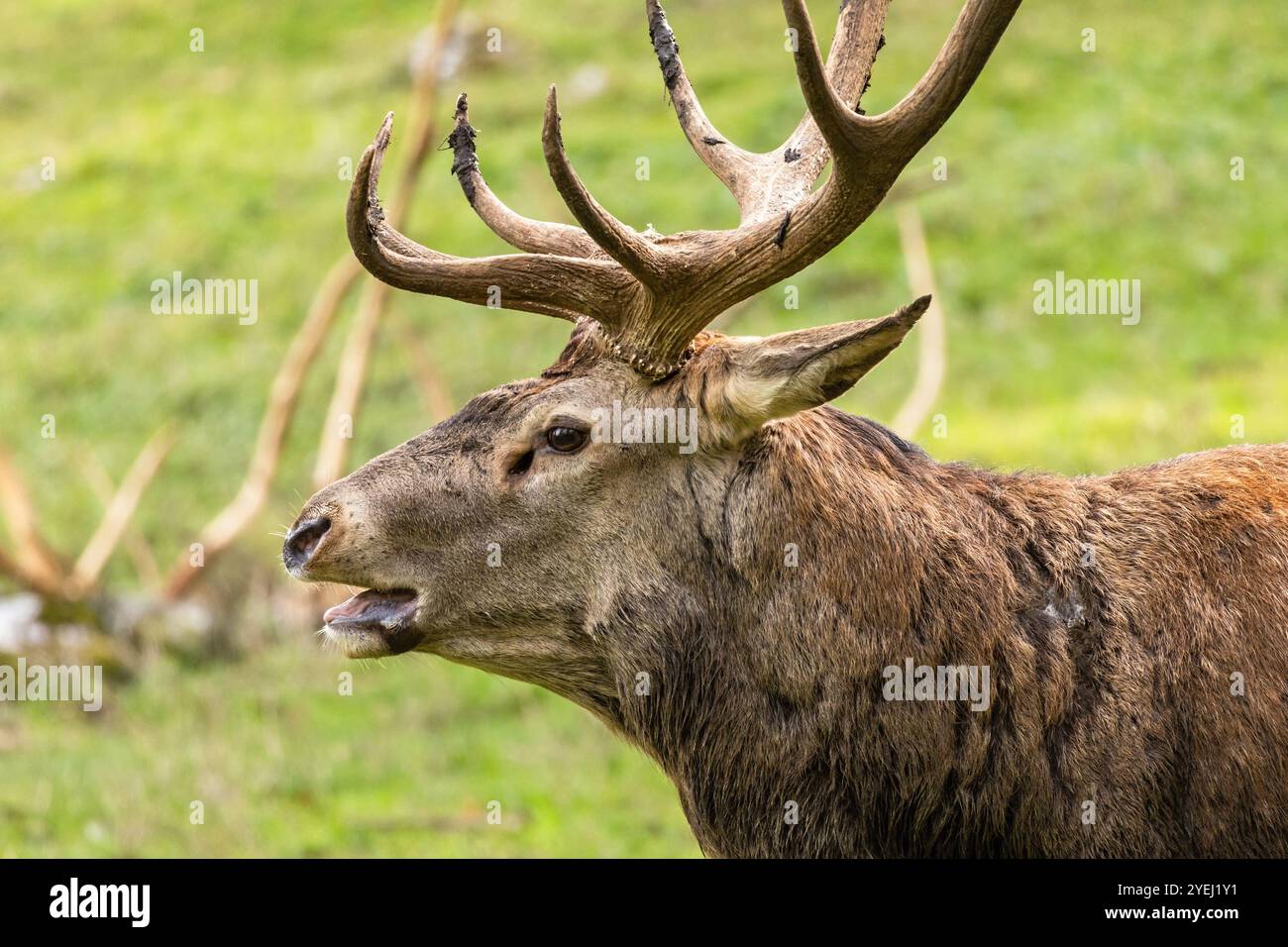 Europäischer Rotwild mit großen Geweihen und grünem Gras im Hintergrund im Herbst im Naturschutzgebiet in Österreich bei hohe Wand, Kopfnahmehilfe Stockfoto