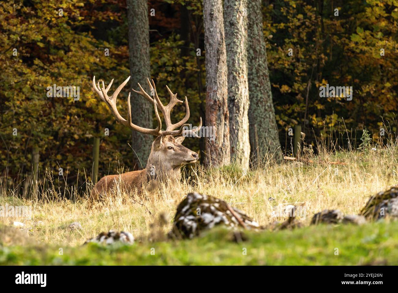 Europäisches Rotwild mit beeindruckenden massiven Geweihen, die in der Sonne im Herbstwald im Naturschutzgebiet ruhen, Wildtiere und Wildtiere Stockfoto