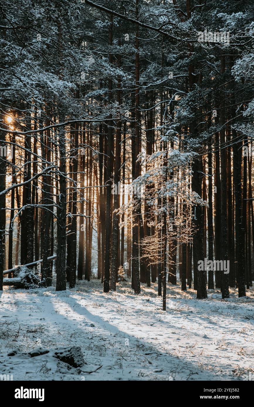 Die Sonne scheint im Winter durch die schneebedeckten Kiefern im Wald Stockfoto