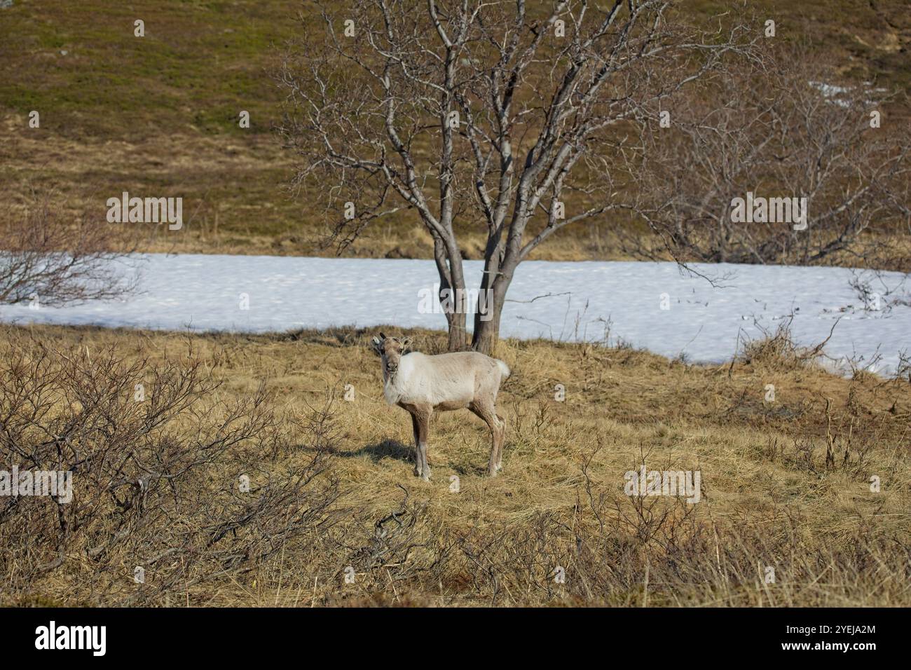 Rentiere (rangifer tarandus) auf Bergwiesen im Sommer, Varanger Halbinsel, Norwegen. Stockfoto