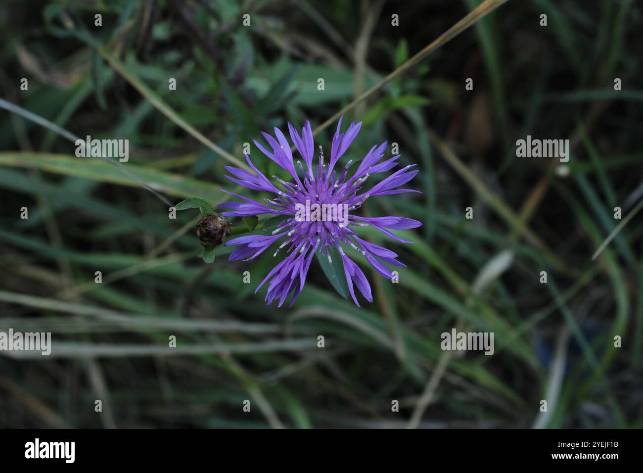 Eine Blume auf grünem Hintergrund, ein lebendiger Akzent in einer natürlichen Umgebung. Stockfoto