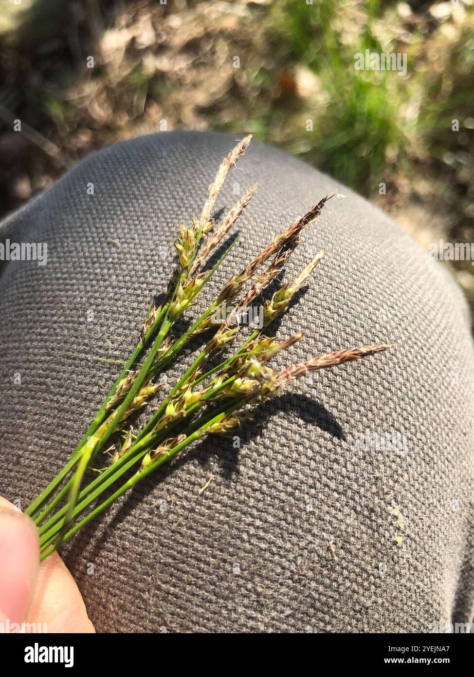 Pennsylvania Segge (Carex pensylvanica) Stockfoto