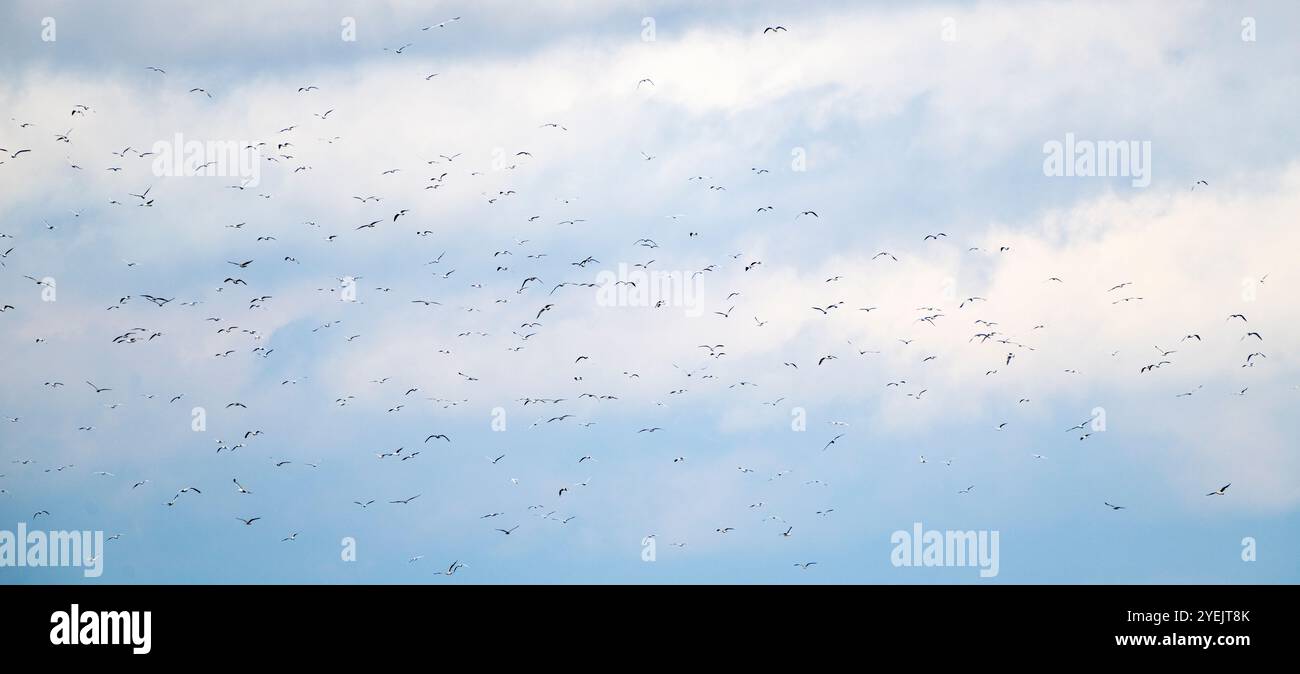 Ein Schwarm von Silbermöwen fliegt über der Ostsee Stockfoto