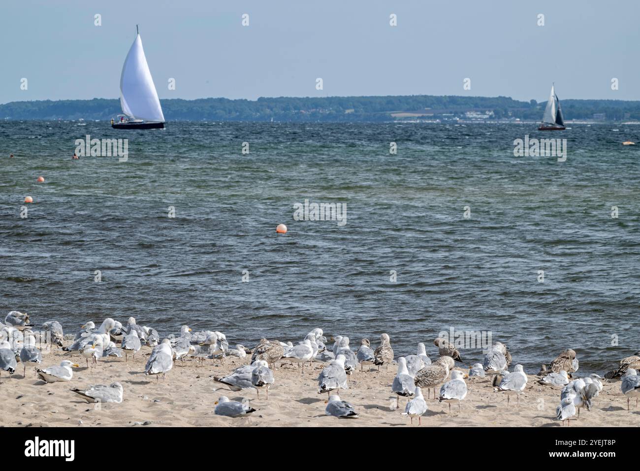 Ein Schwarm von Silbermöwen fliegt am Strand der Ostsee, Waabs, Schleswig-Holstein, Deutschland Stockfoto