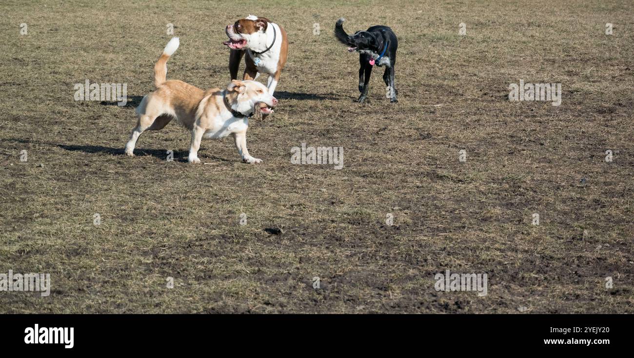 Drei Hunde spielen zusammen im Hundepark Stockfoto