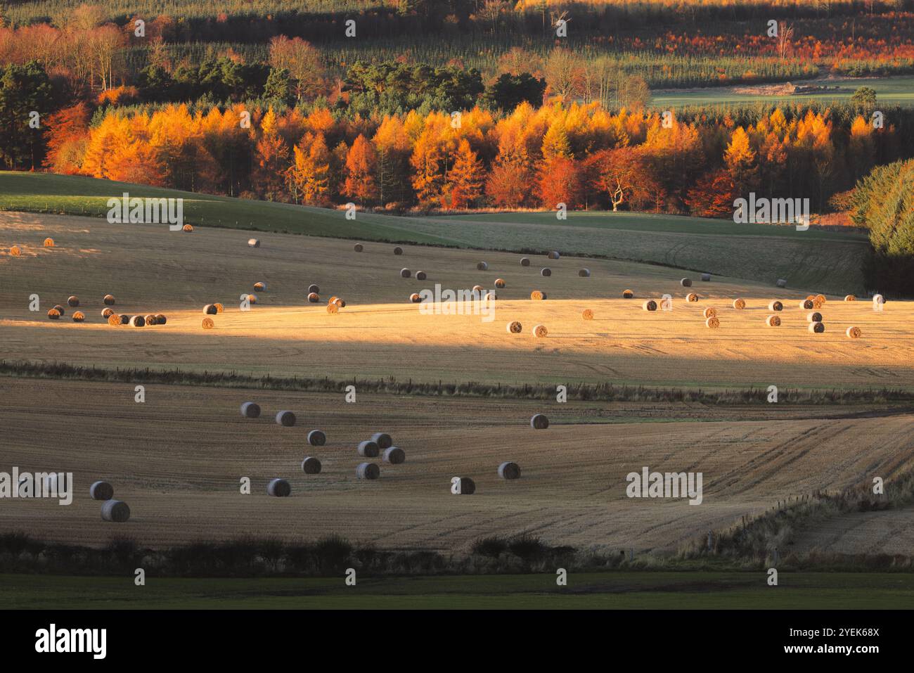 Sanfte Hügel und goldene Felder im herbstlichen Licht, mit Heuballen verstreut über das landschaftlich reizvolle Ackerland in Fife, Schottland. Stockfoto