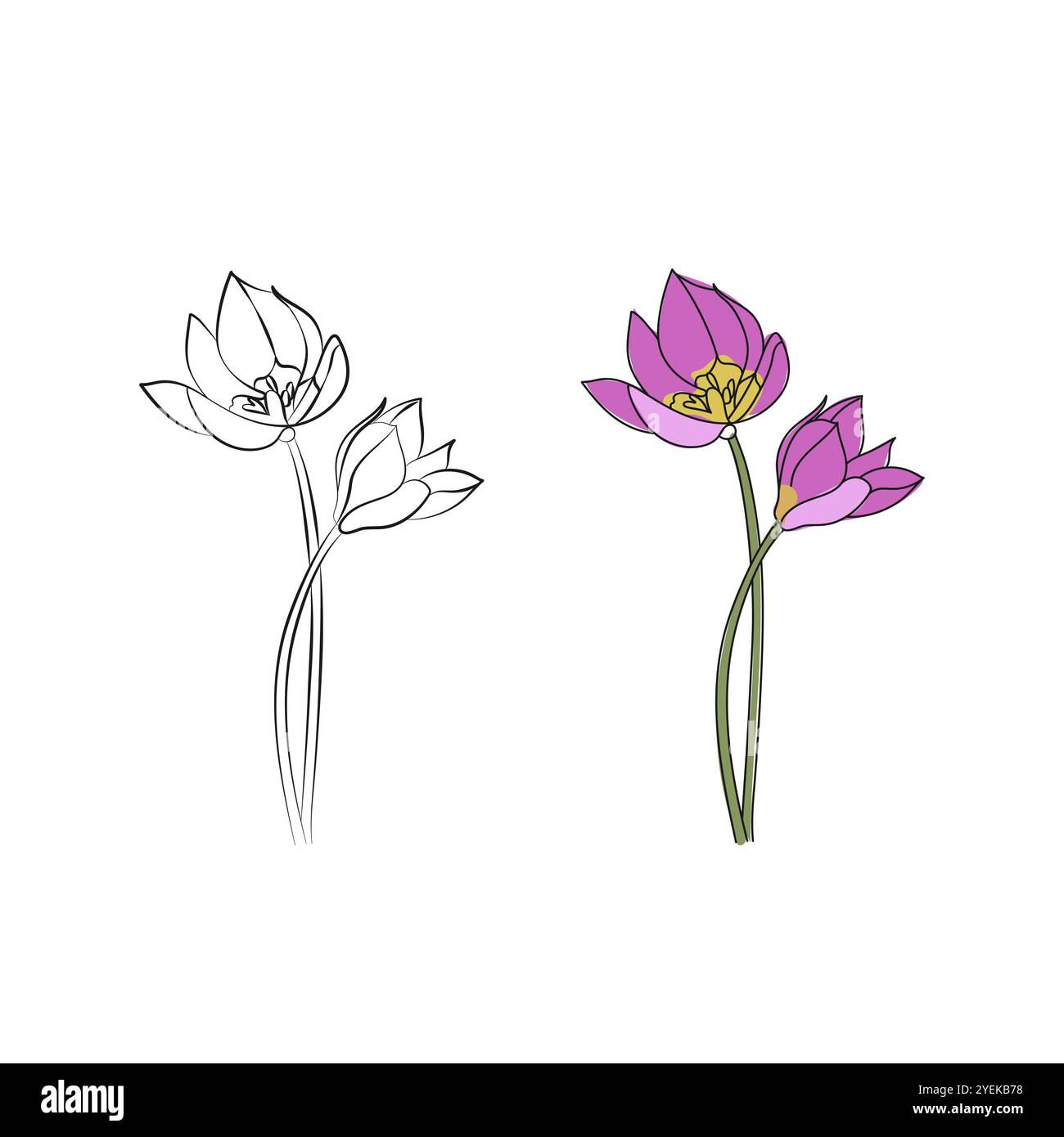 Violette Tulpenblüte. Strichgrafik. Handgezeichnete Vektorgrafik. Stock Vektor